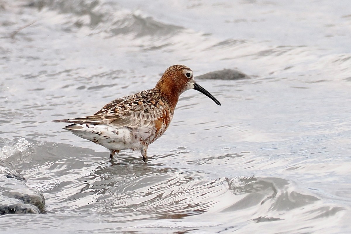 Curlew Sandpiper - Donna Pomeroy