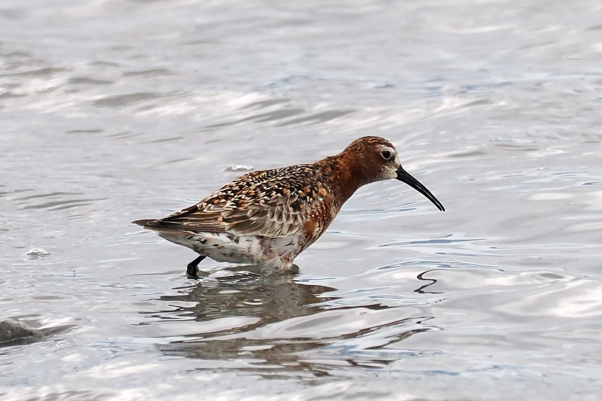 Curlew Sandpiper - Donna Pomeroy
