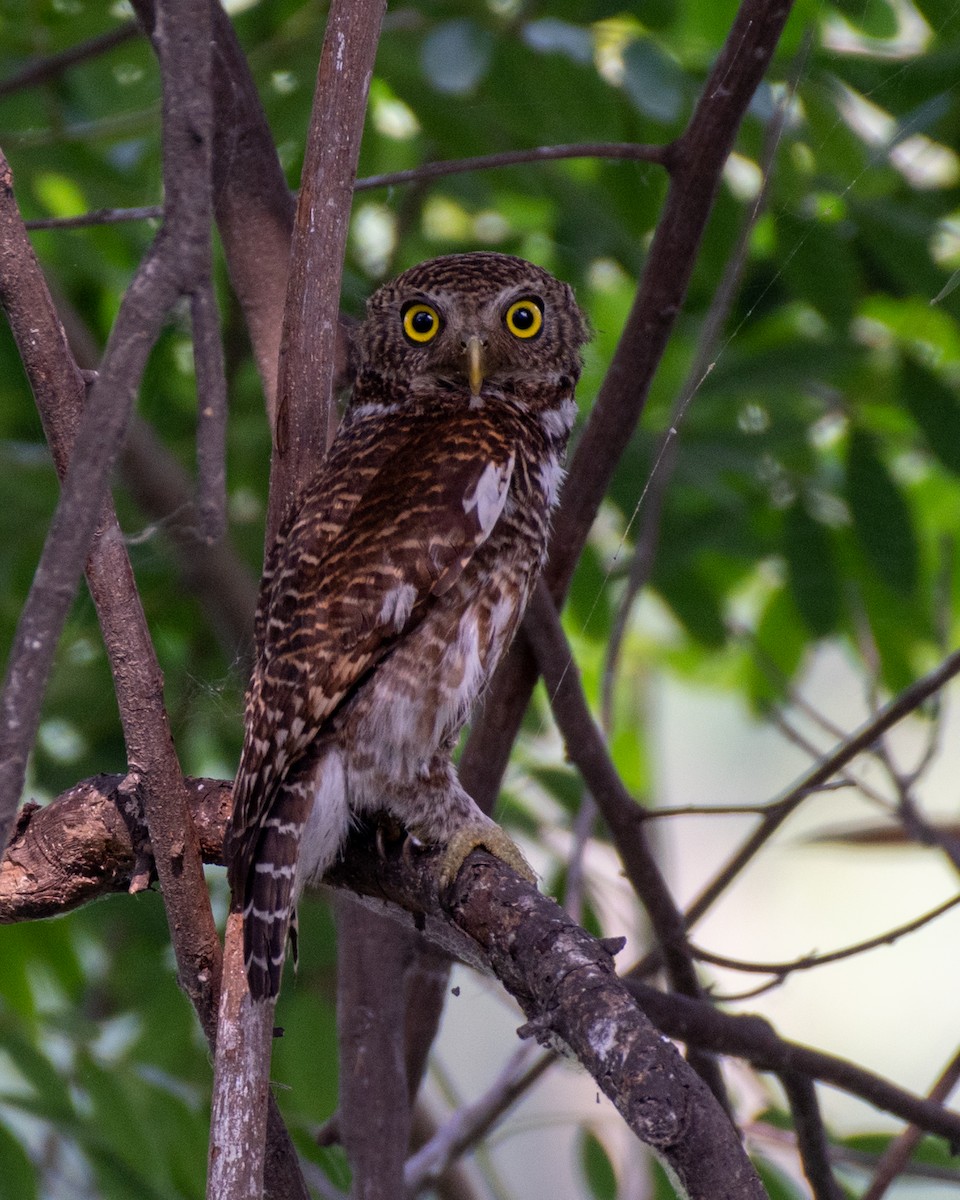 Asian Barred Owlet - Sumit Kayal