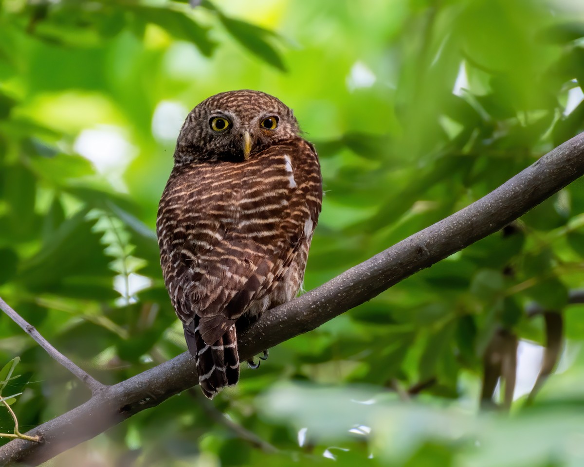 Asian Barred Owlet - Sumit Kayal