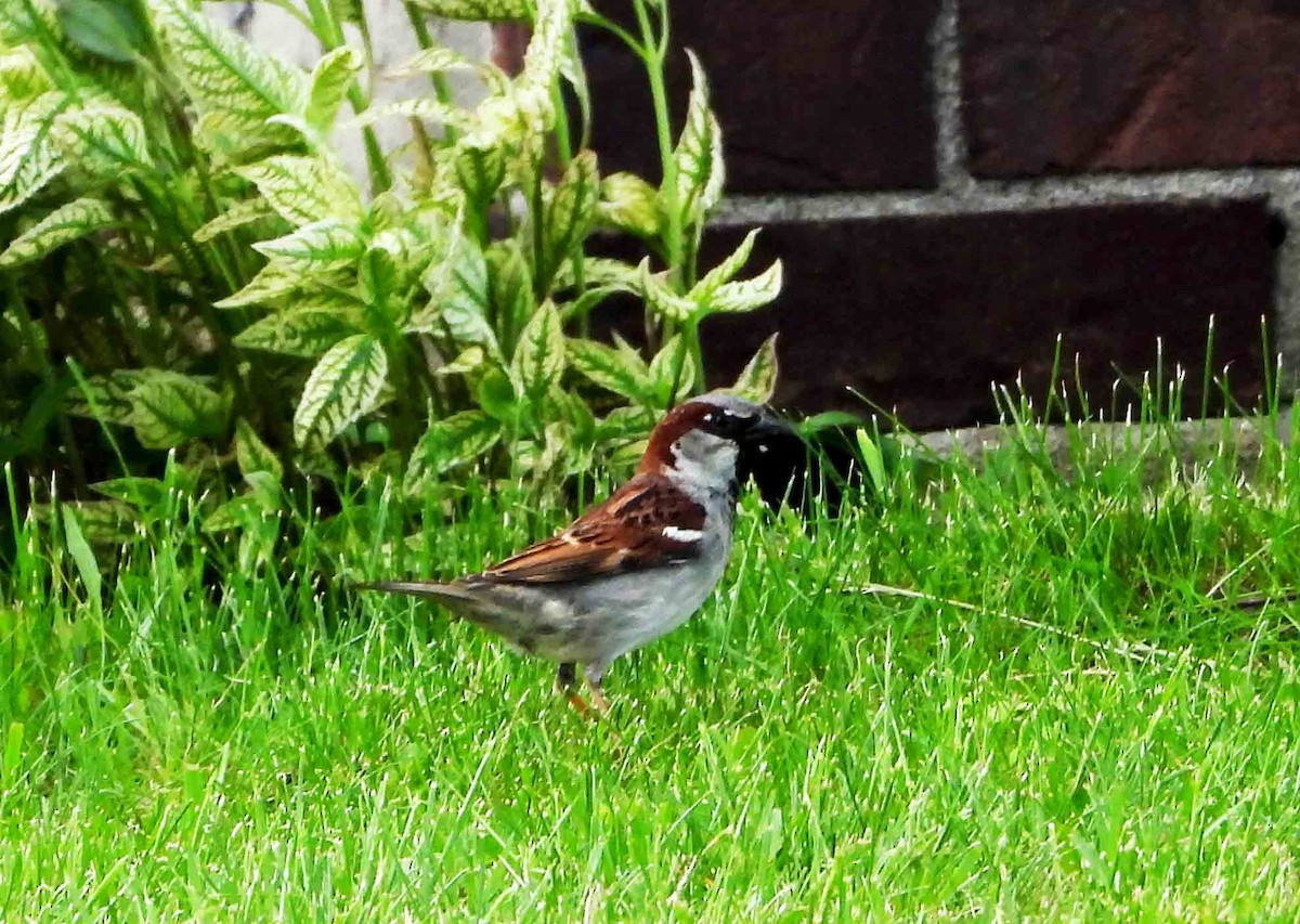 House Sparrow - Marc Belliard