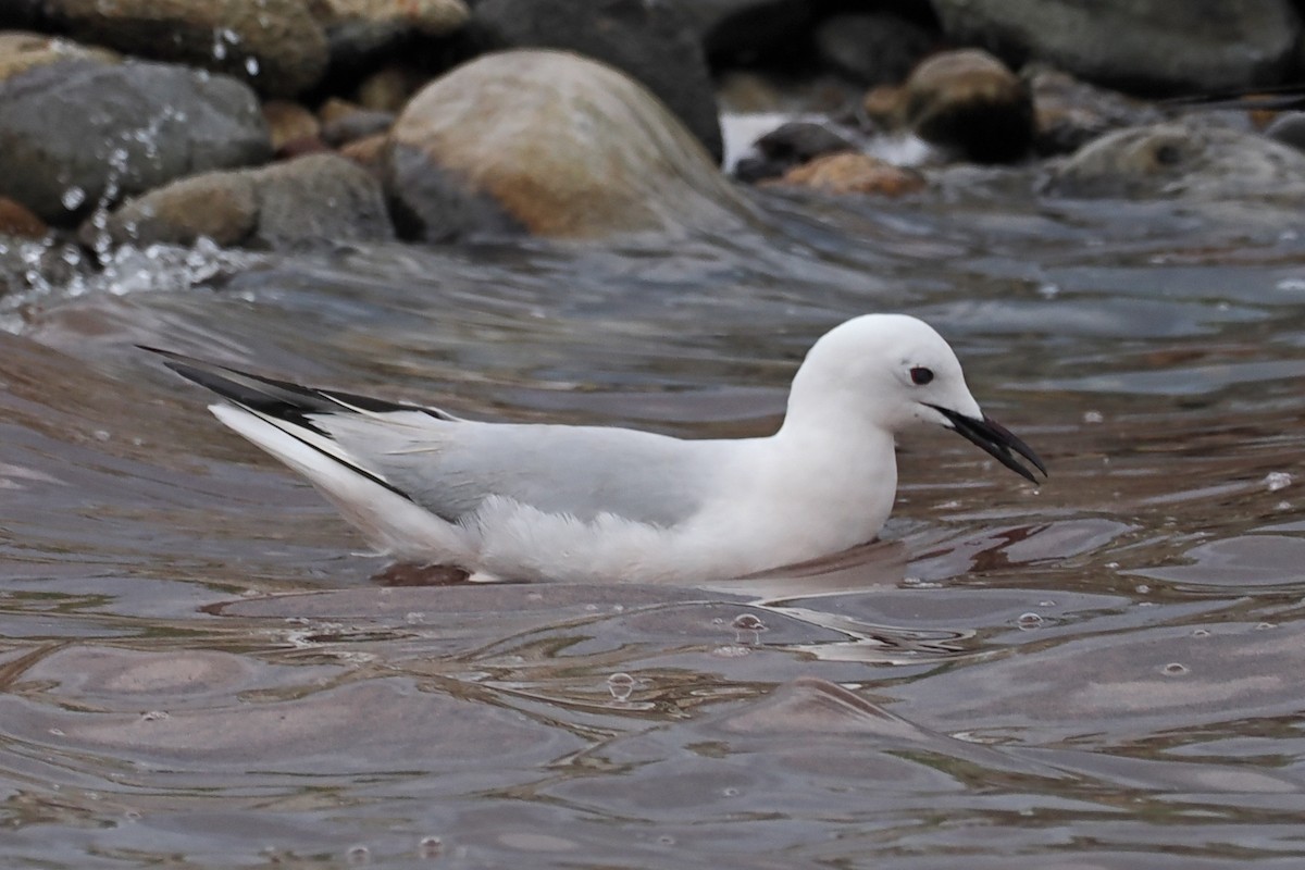 Slender-billed Gull - ML619486579