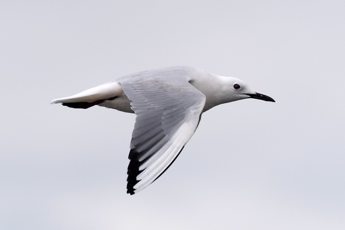 Slender-billed Gull - Donna Pomeroy