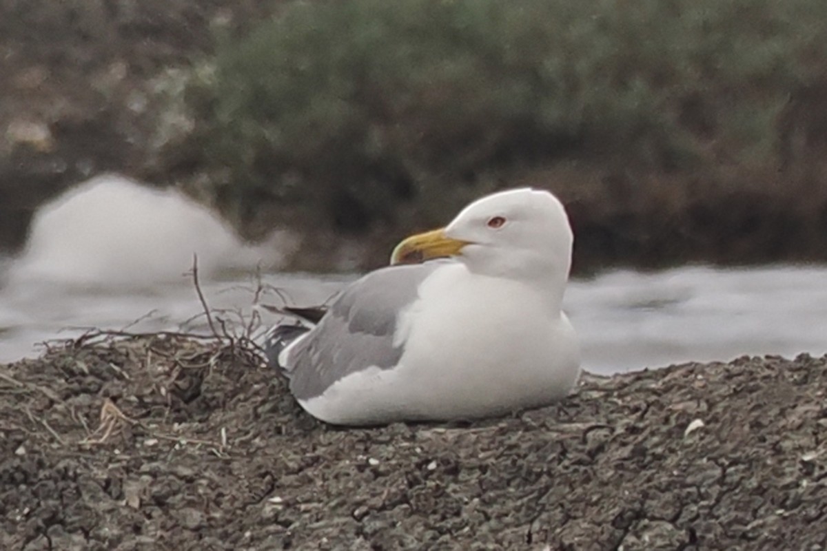 Yellow-legged Gull - Donna Pomeroy