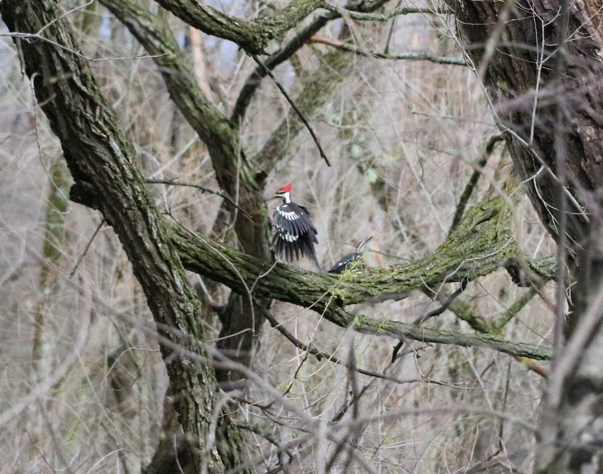 Pileated Woodpecker - Lisa Maier