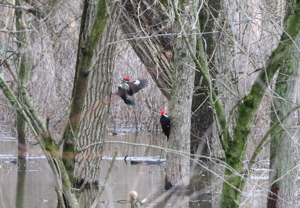 Pileated Woodpecker - Lisa Maier