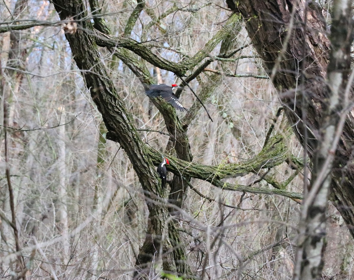 Pileated Woodpecker - Lisa Maier