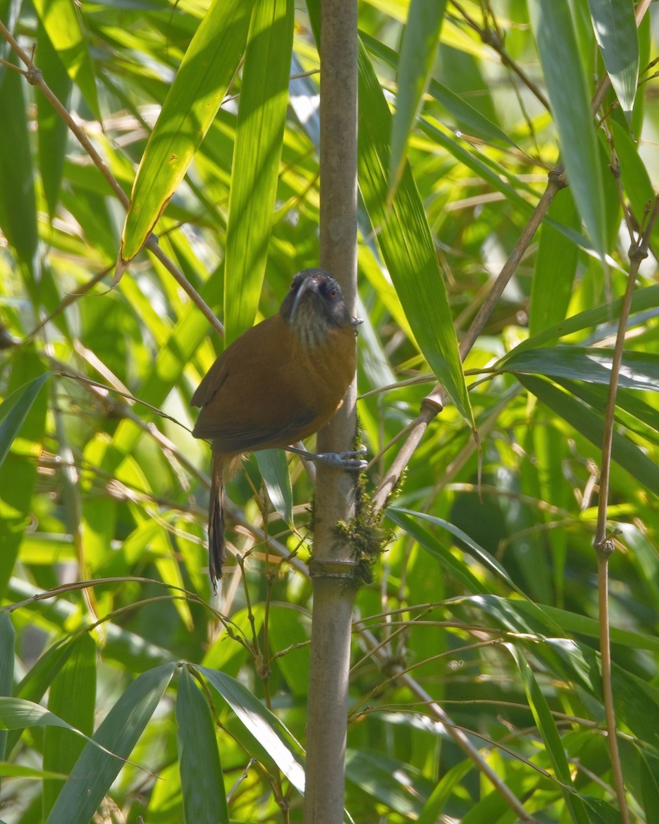 Slender-billed Scimitar-Babbler - Shekar Vishvanath