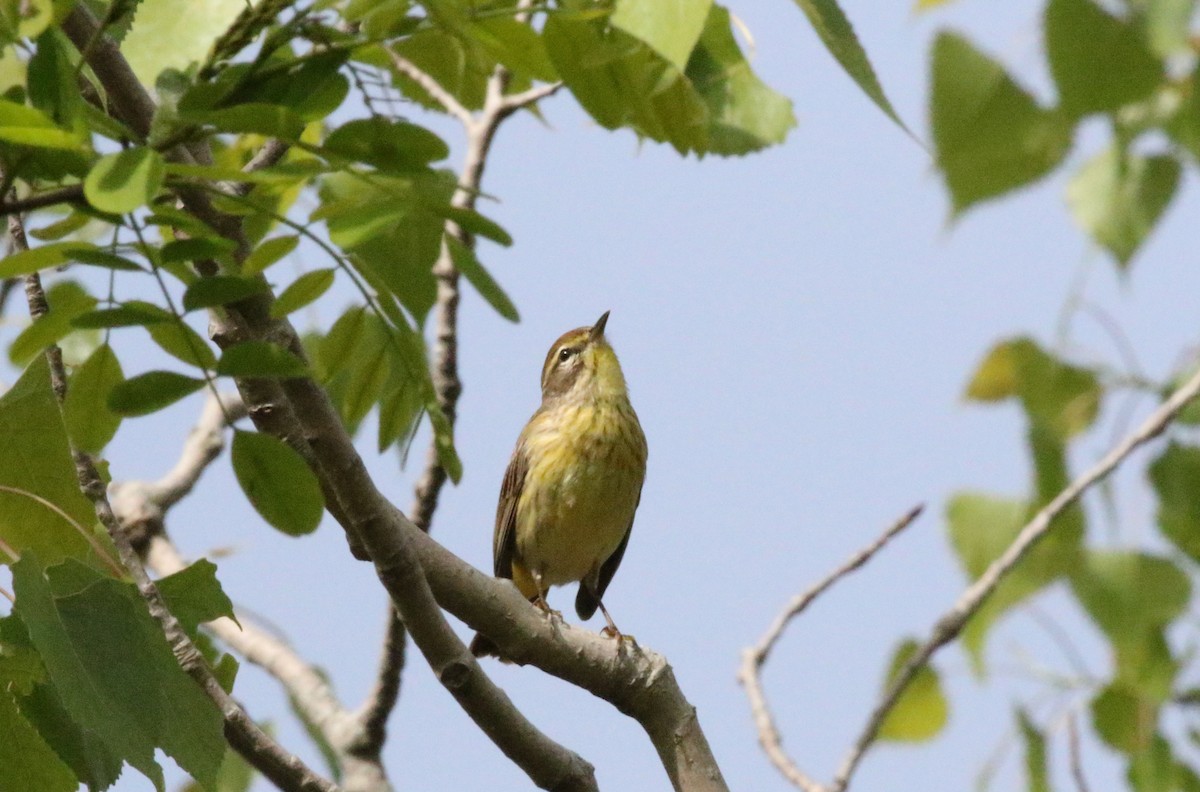 Palm Warbler - Joe Gyekis