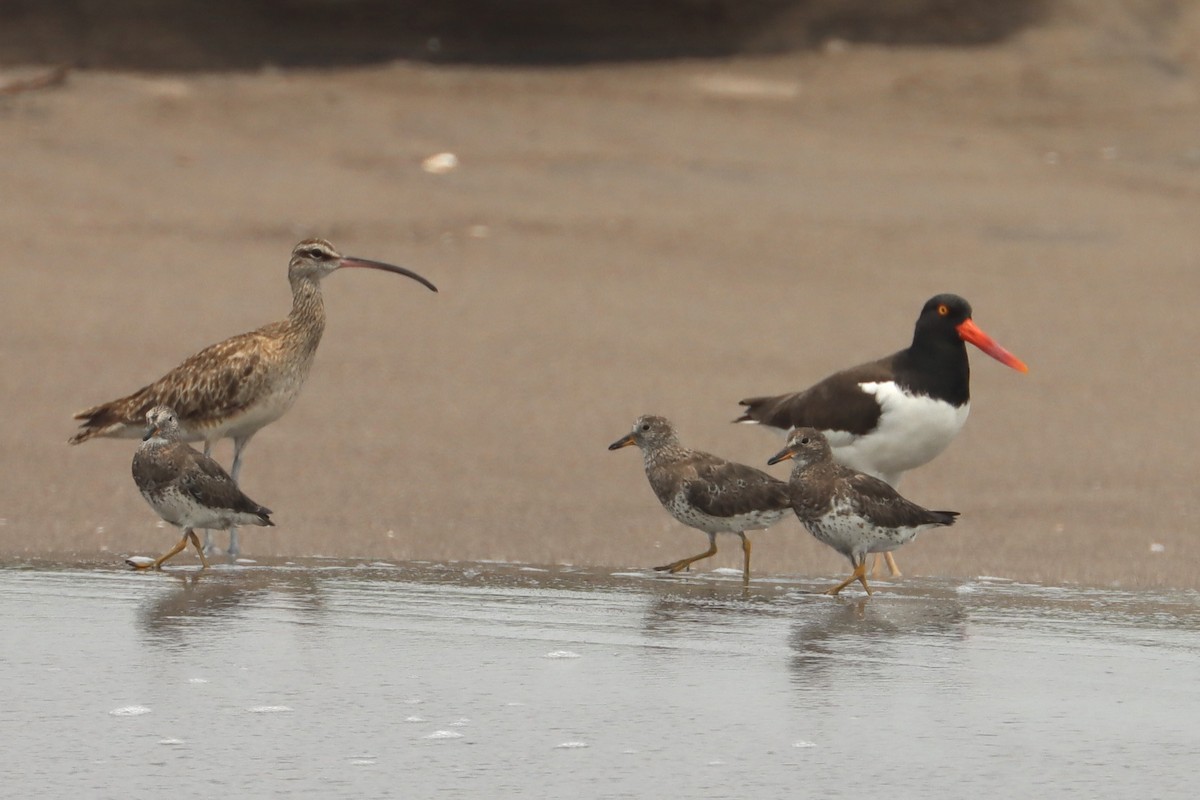 Surfbird - John van Dort