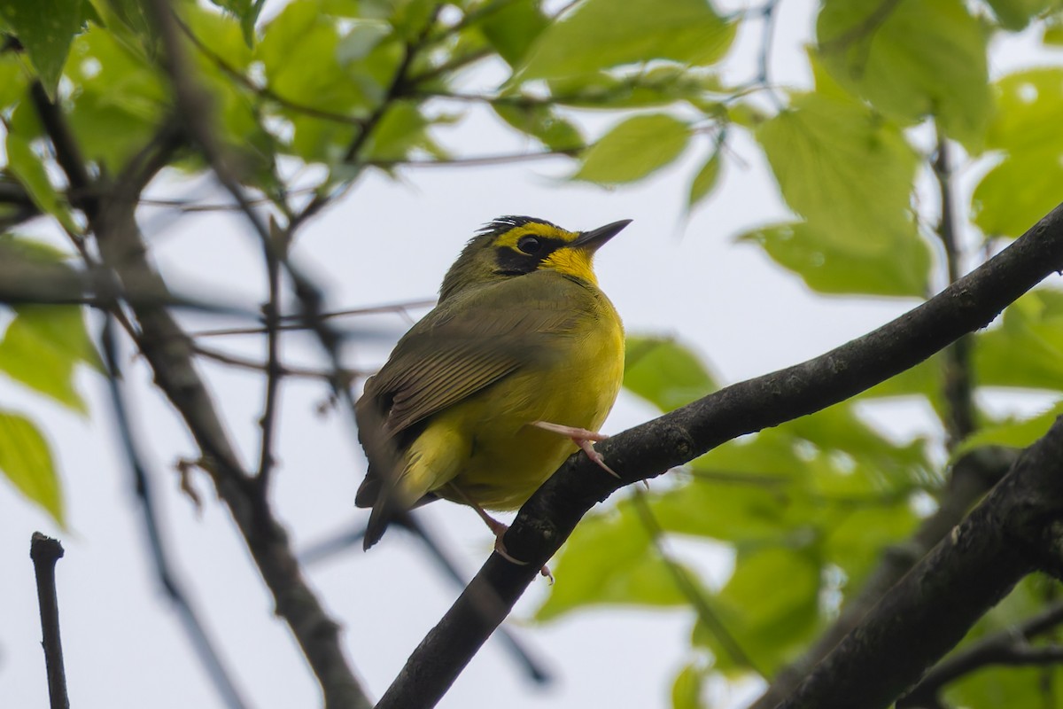 Kentucky Warbler - Zach Schwartz-Weinstein