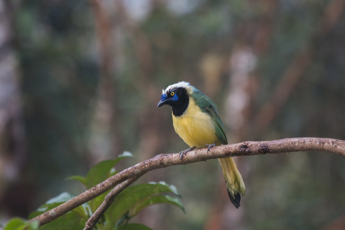 Green Jay (Inca) - Nancy Davis