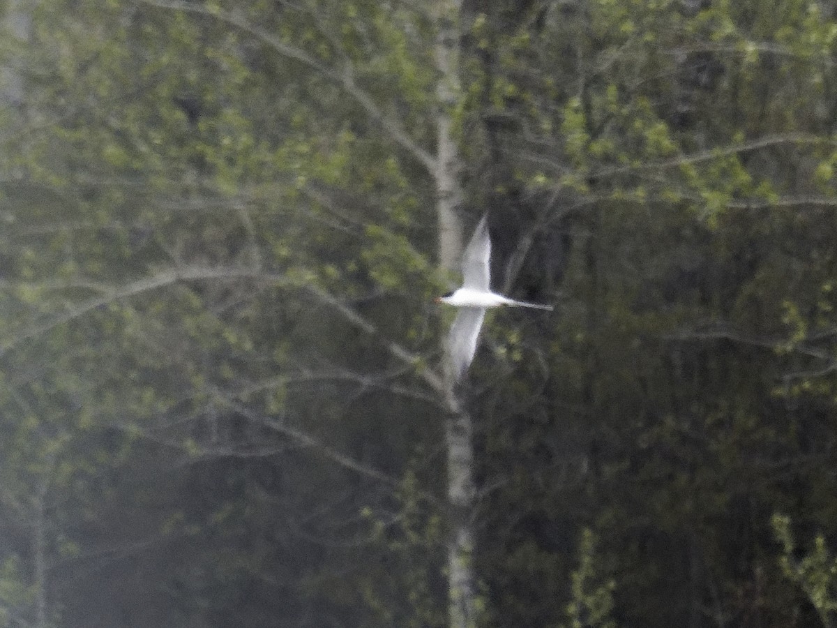 Common Tern - Edith Holden