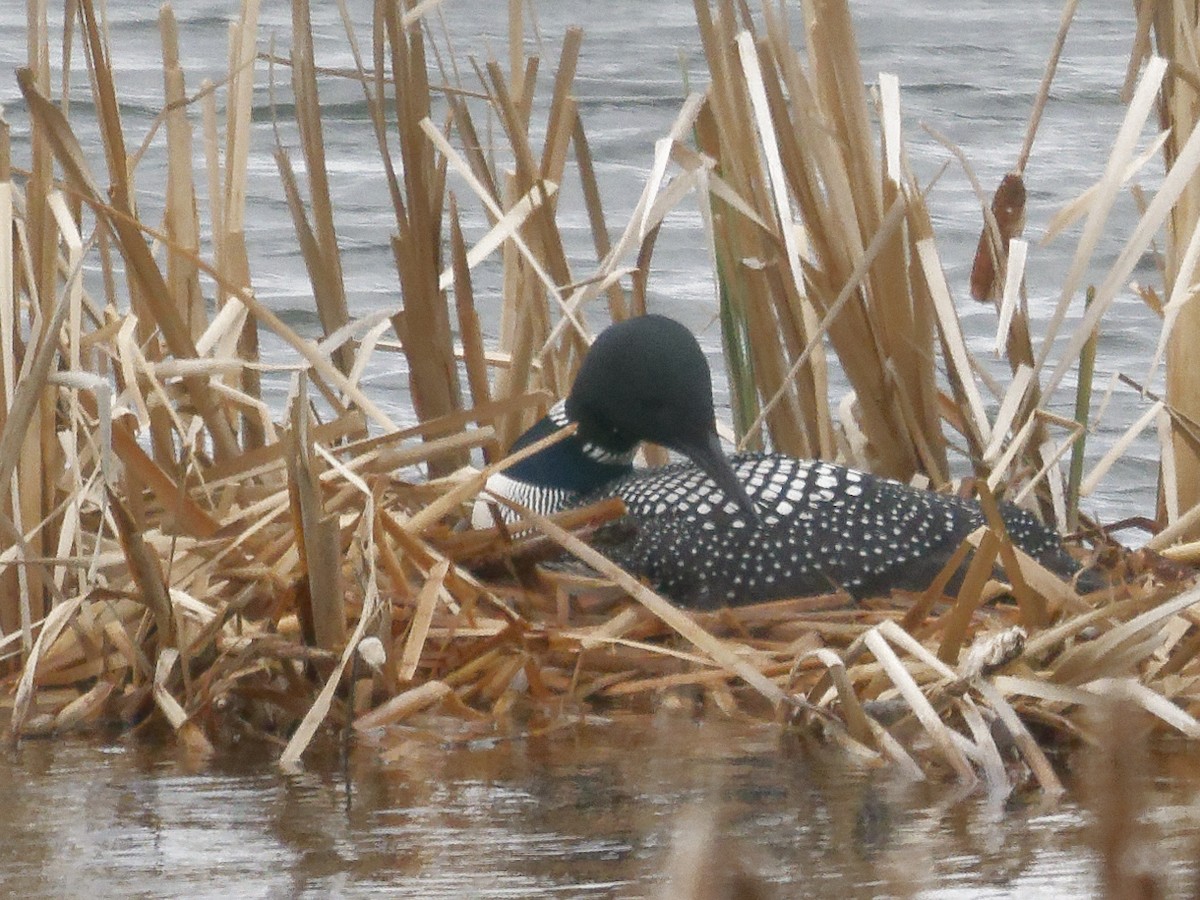 Common Loon - Edith Holden