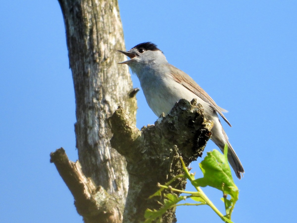 Eurasian Blackcap - Martin Rheinheimer