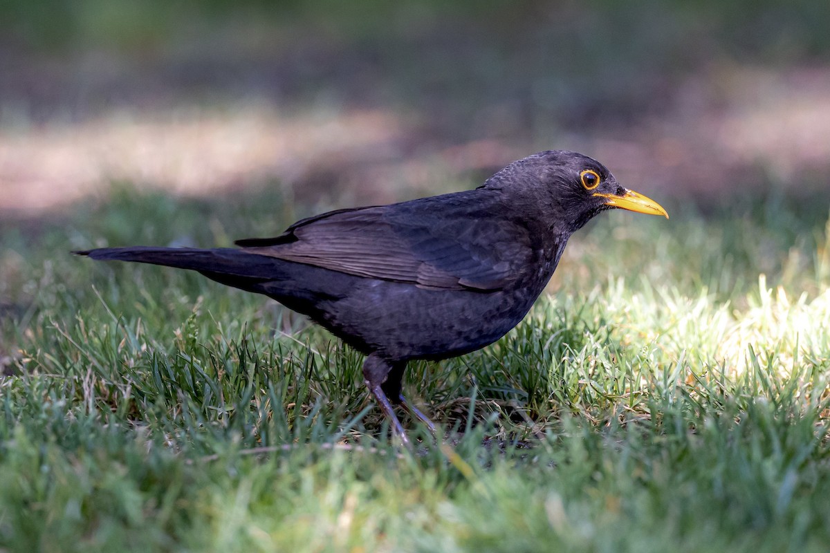 Eurasian Blackbird - Antonio M Abella