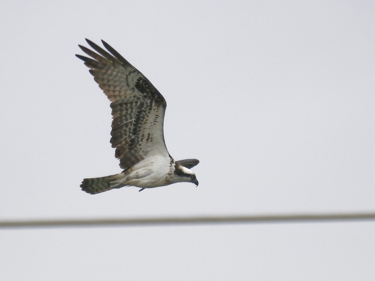 Osprey - Edith Holden