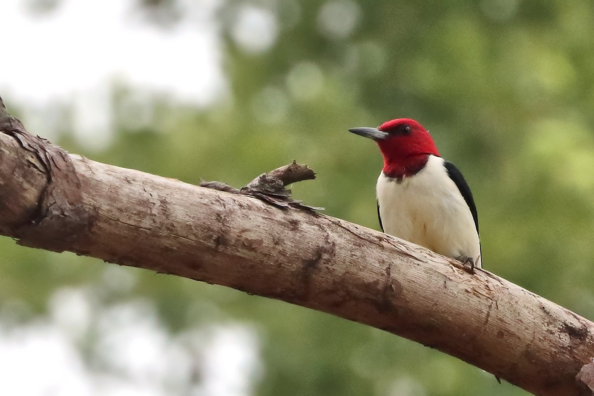 Red-headed Woodpecker - Jason Leifester