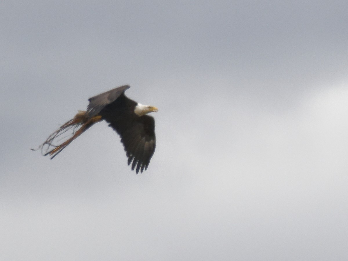 Bald Eagle - Edith Holden