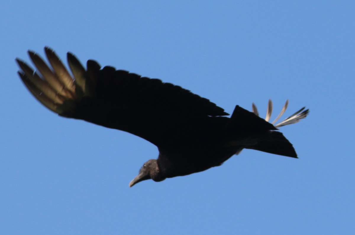 Black Vulture - Mitch Foret
