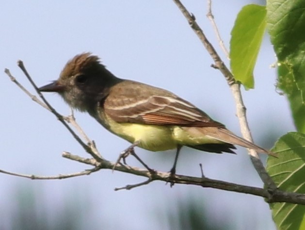 Great Crested Flycatcher - Mitch Foret