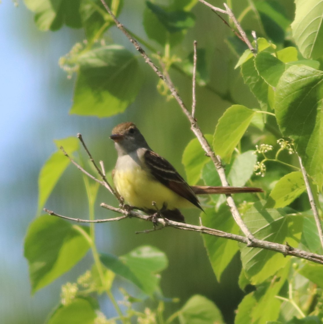 Great Crested Flycatcher - Mitch Foret