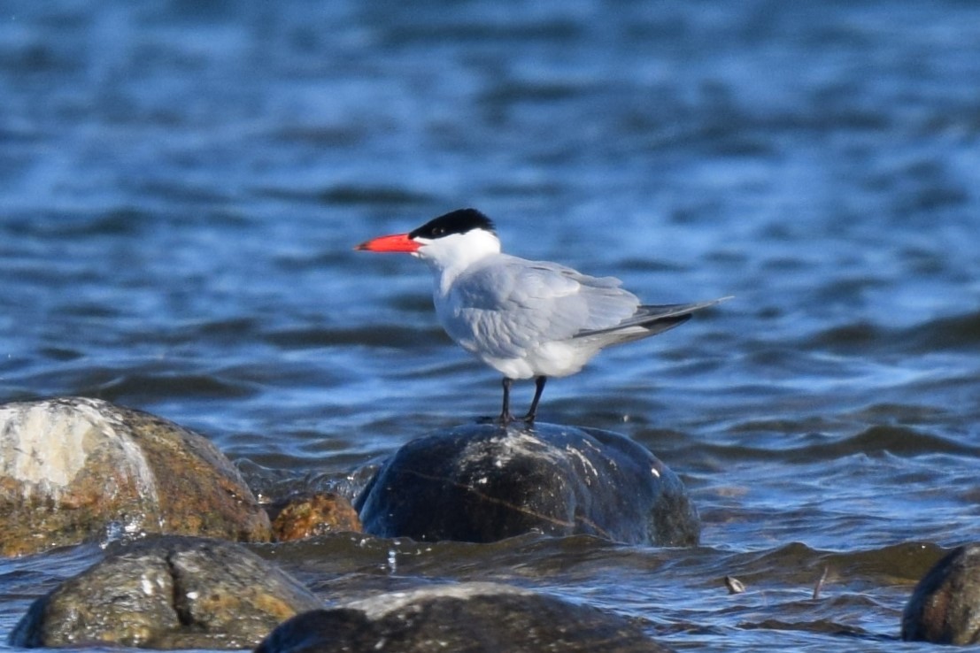 Caspian Tern - John Wright