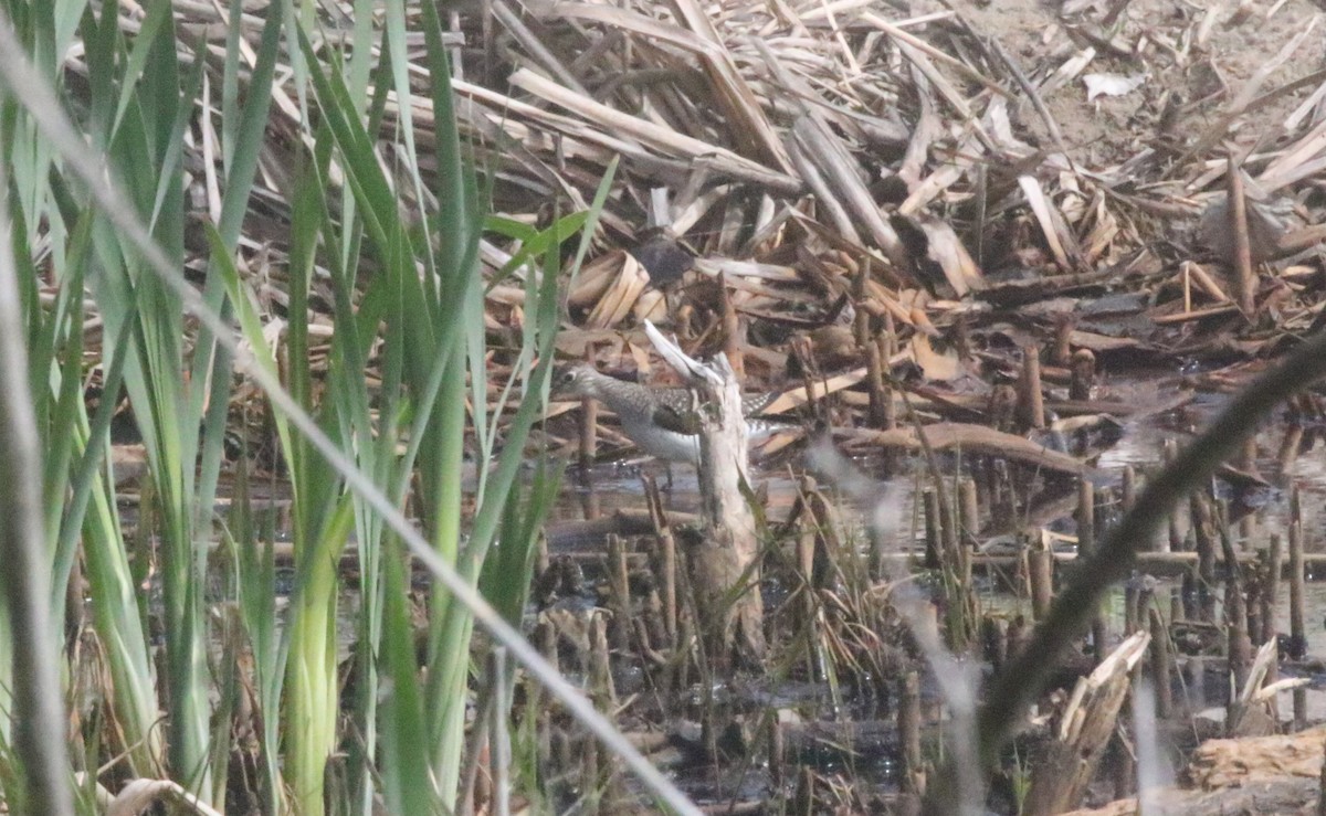 Solitary Sandpiper - Joe Gyekis