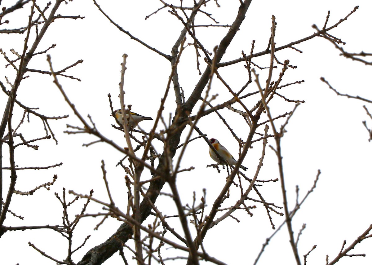 European Goldfinch - Lisa Maier