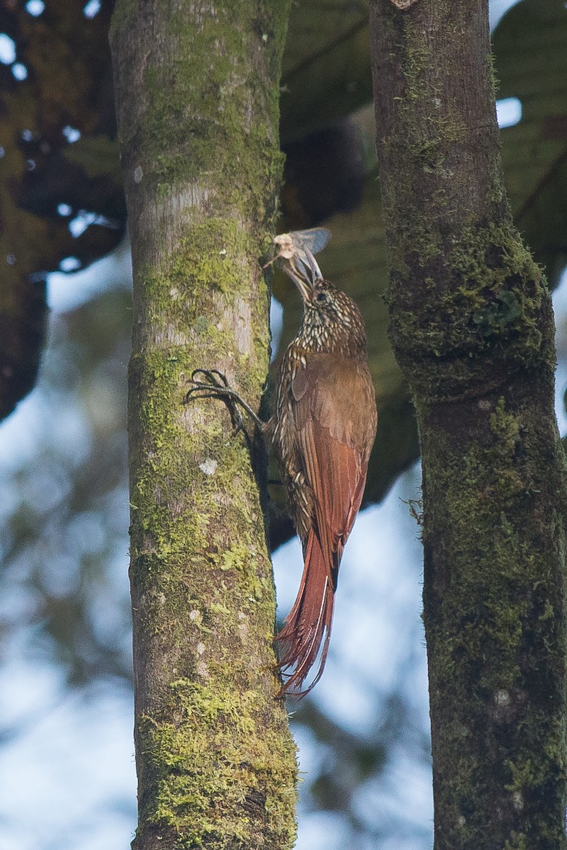 Montane Woodcreeper - Nancy Davis