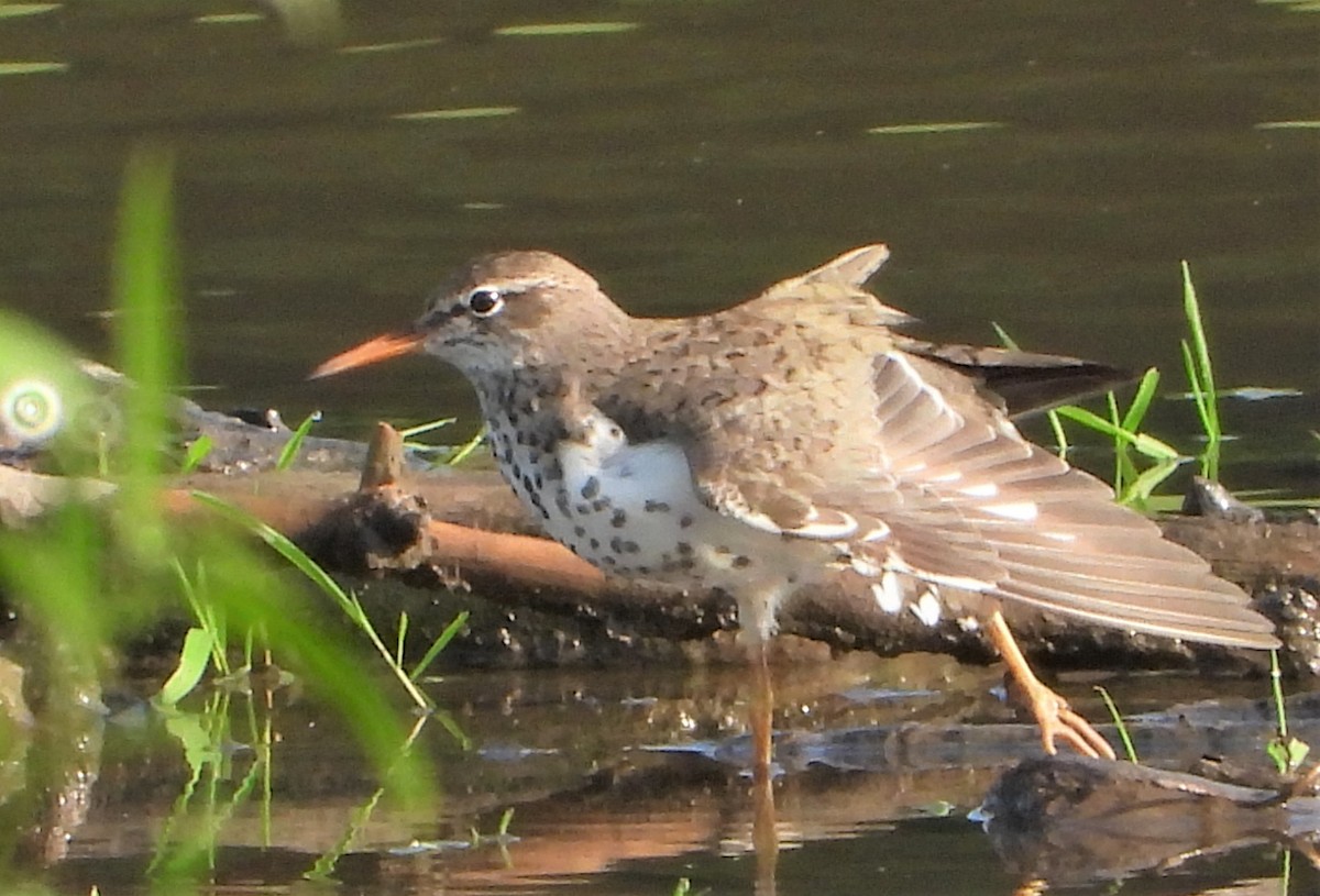 Spotted Sandpiper - ML619486675