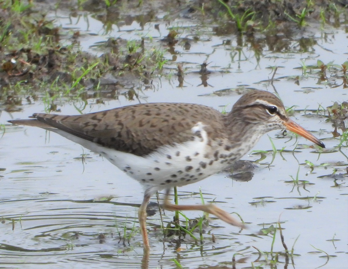 Spotted Sandpiper - ML619486676