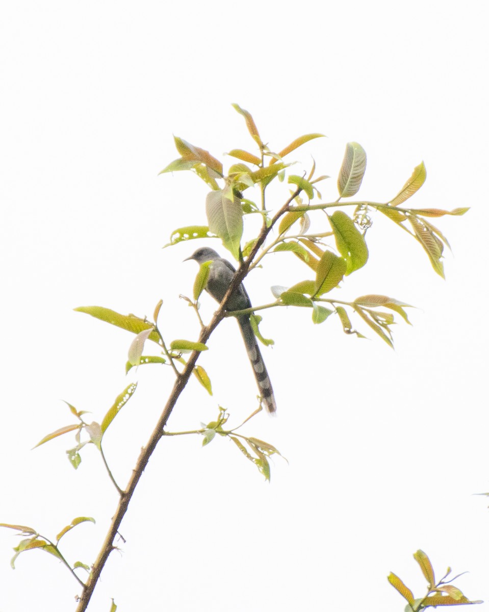 Long-tailed Sibia - Sumit Kayal