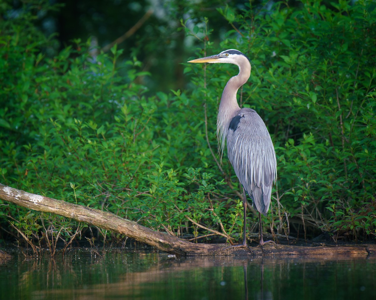 Great Blue Heron - Carey Sherrill