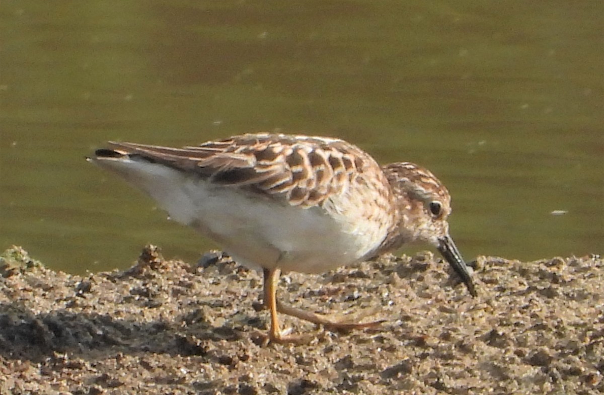 Least Sandpiper - Richard Chirichiello