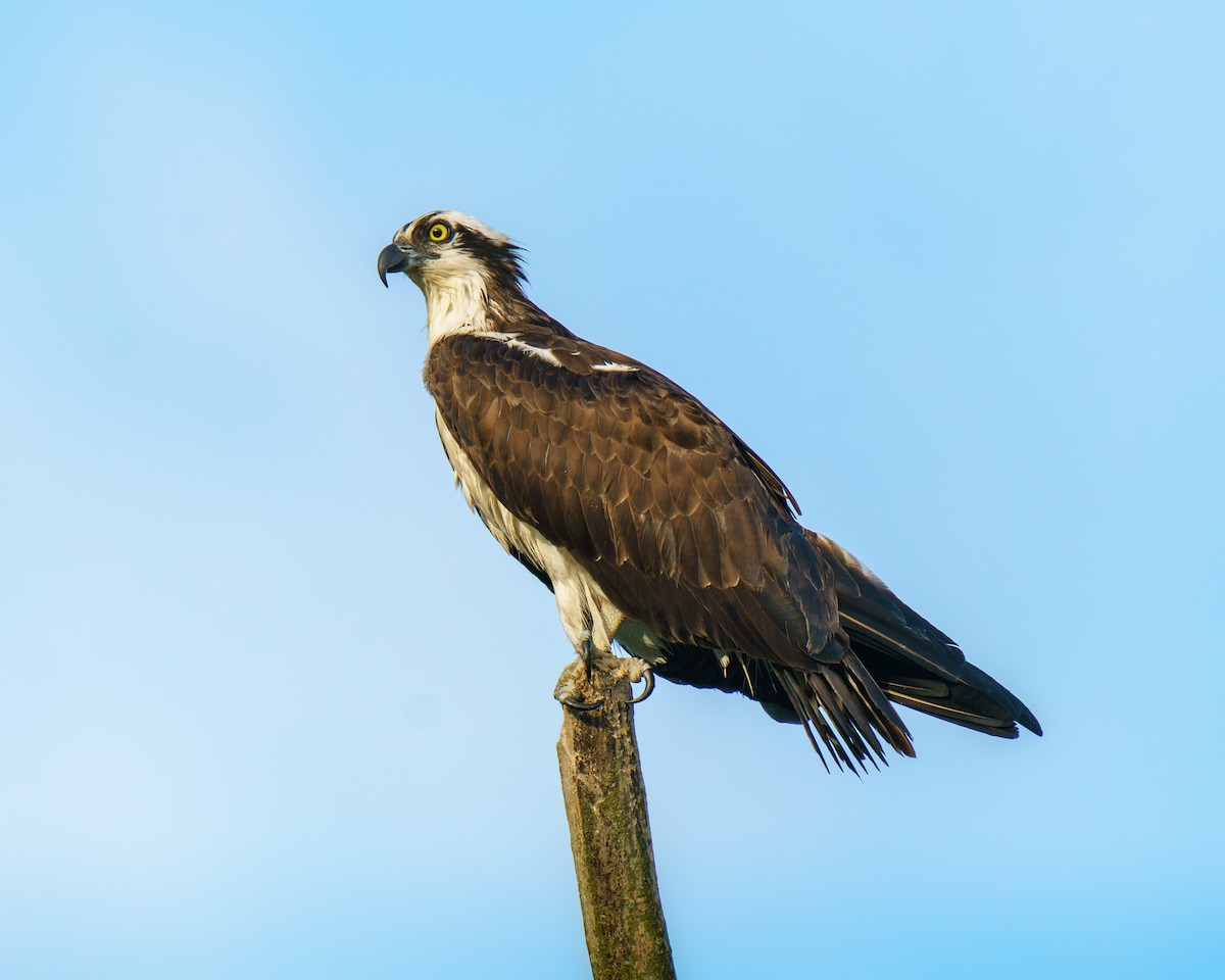 Osprey - Carey Sherrill