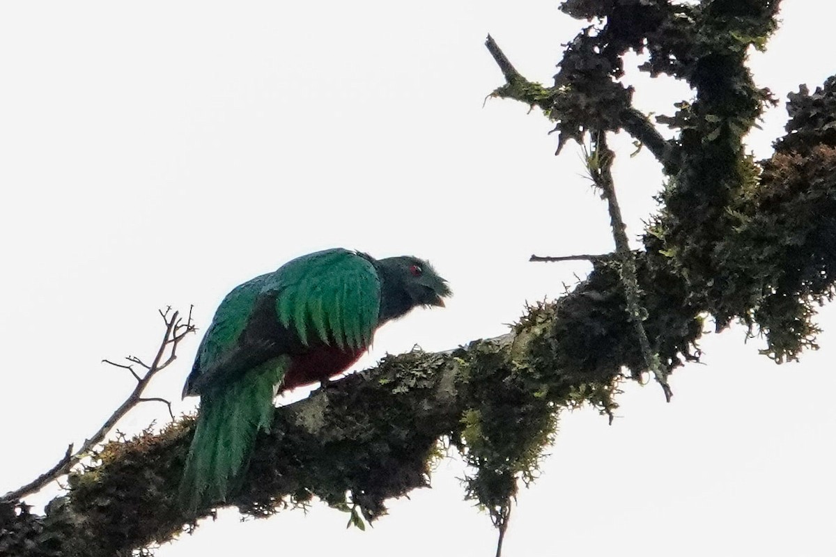 Crested Quetzal - Celesta von Chamier