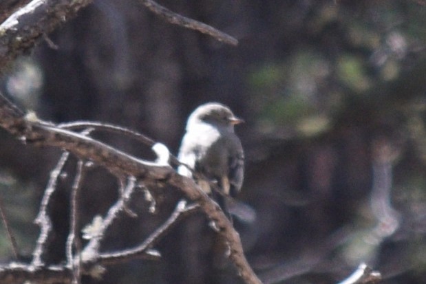 Gray Flycatcher - William Harmon