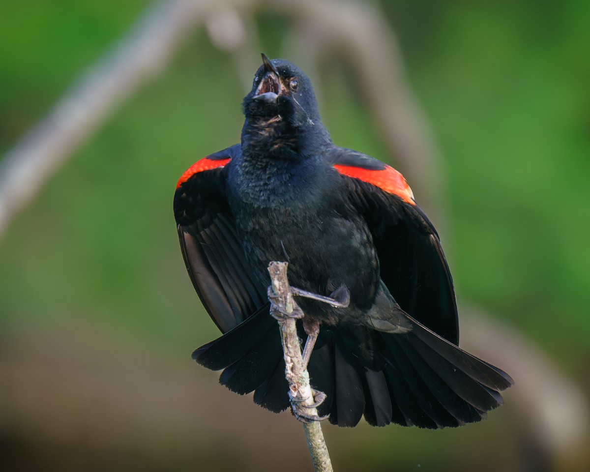 Red-winged Blackbird - Carey Sherrill