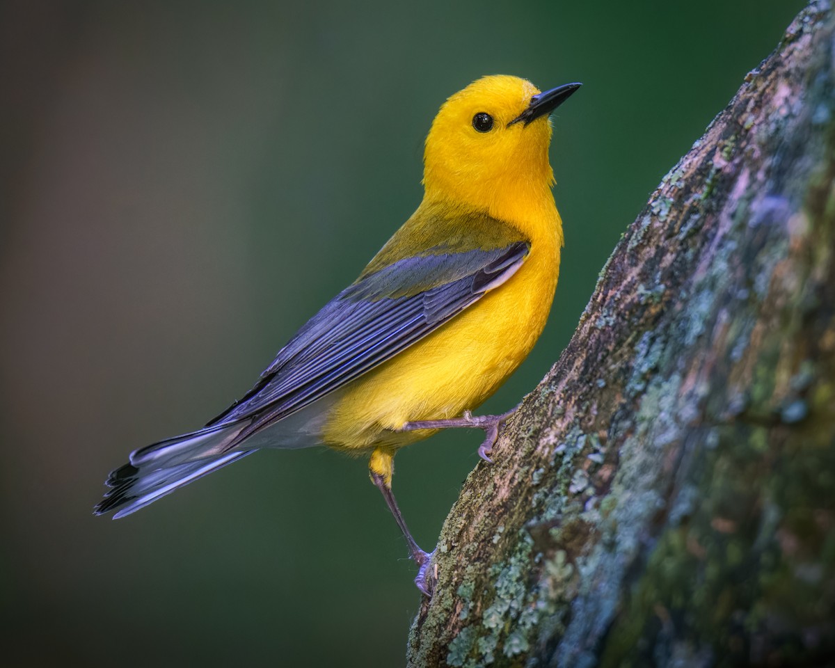 Prothonotary Warbler - Carey Sherrill