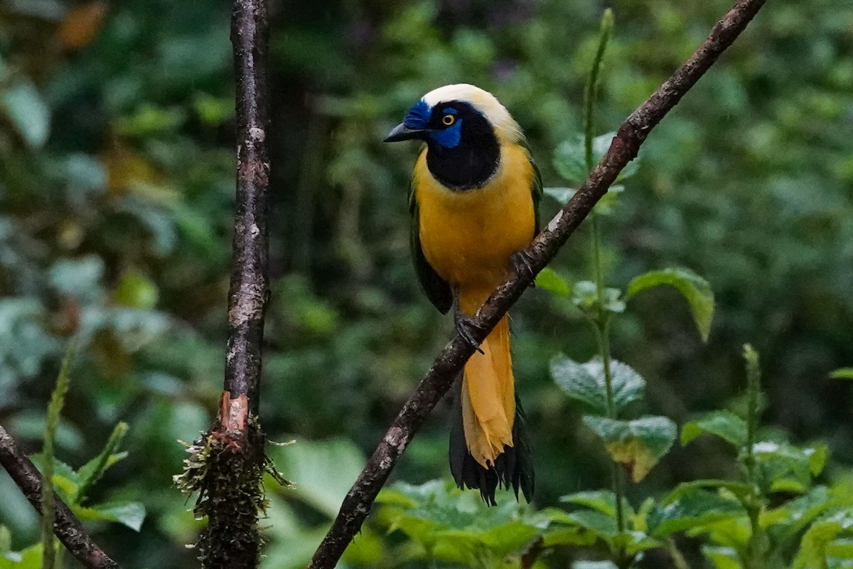 Green Jay (Inca) - Celesta von Chamier