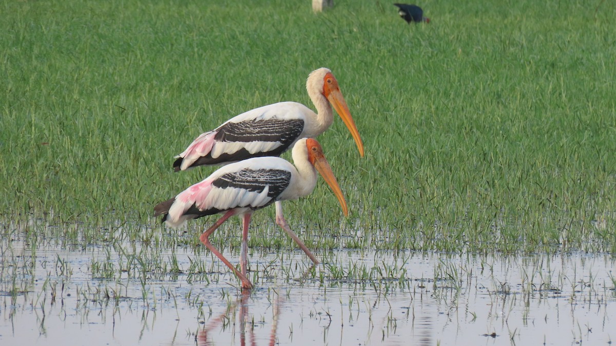 Painted Stork - Sarvadaman Kulkarni