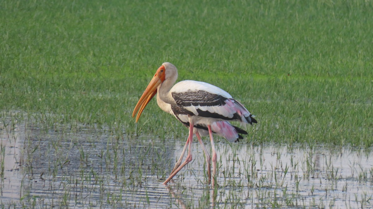 Painted Stork - Sarvadaman Kulkarni