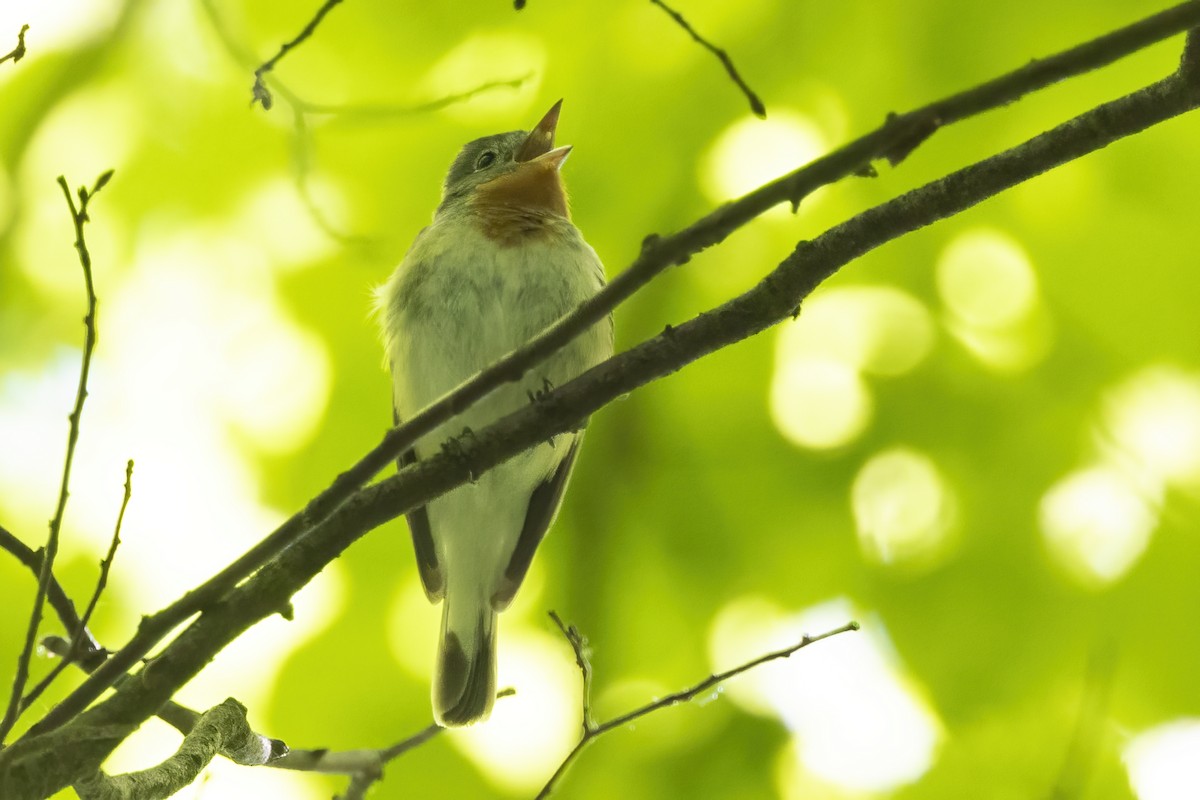 Red-breasted Flycatcher - Delfin Gonzalez