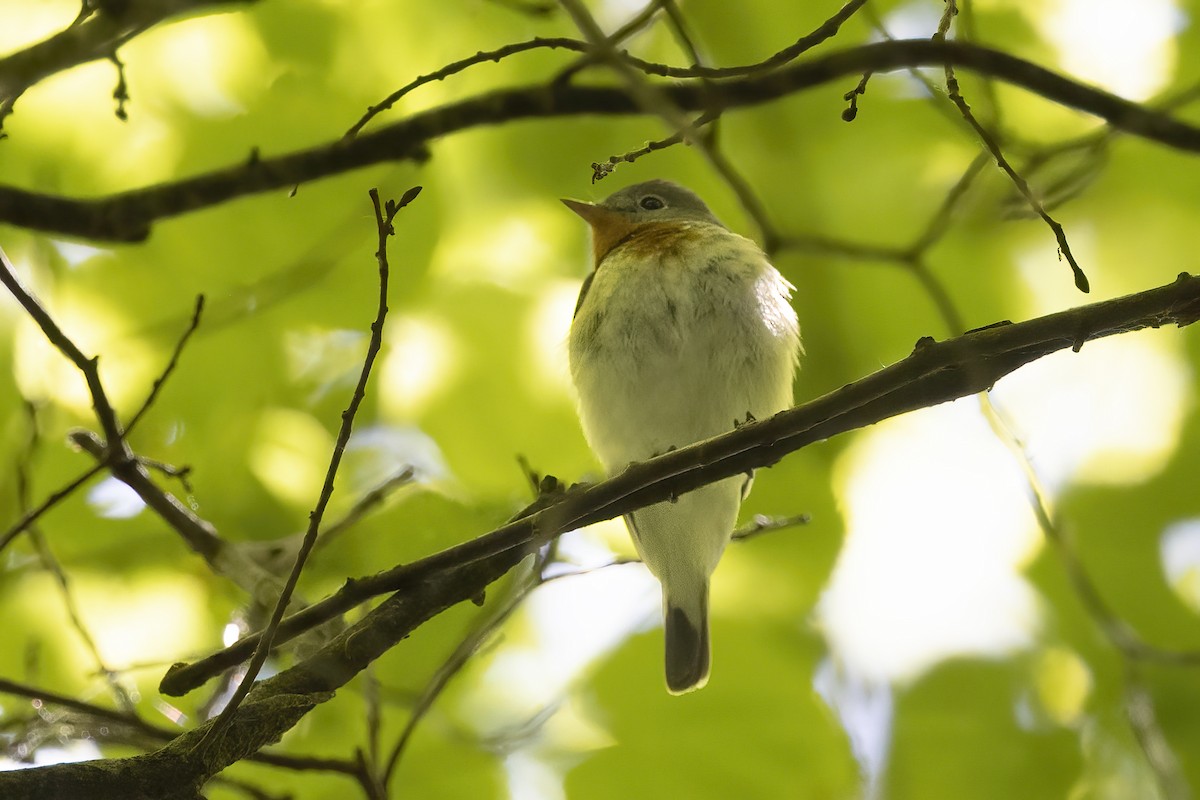 Red-breasted Flycatcher - Delfin Gonzalez