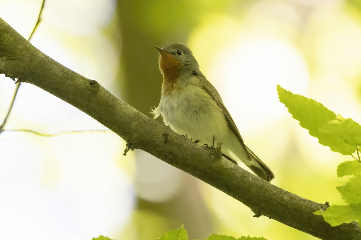 Red-breasted Flycatcher - Delfin Gonzalez