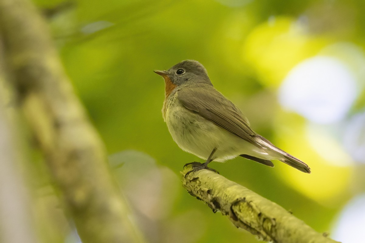 Red-breasted Flycatcher - Delfin Gonzalez