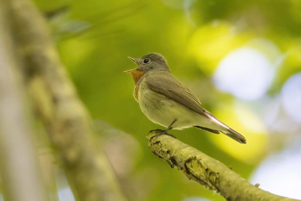 Red-breasted Flycatcher - Delfin Gonzalez