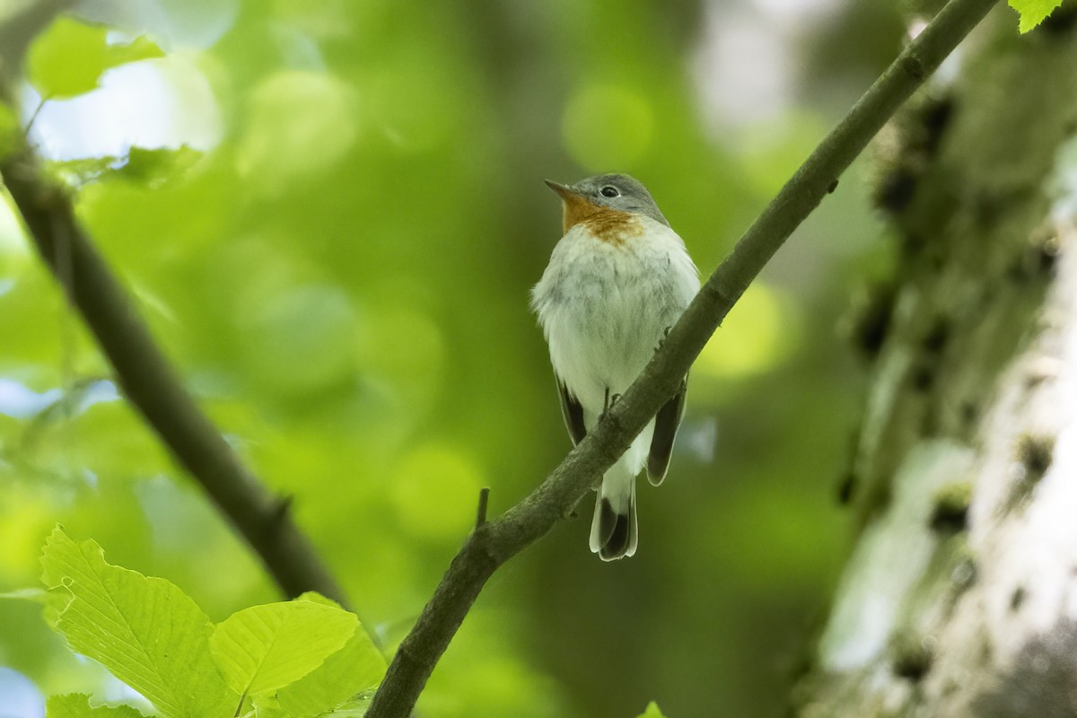 Red-breasted Flycatcher - Delfin Gonzalez