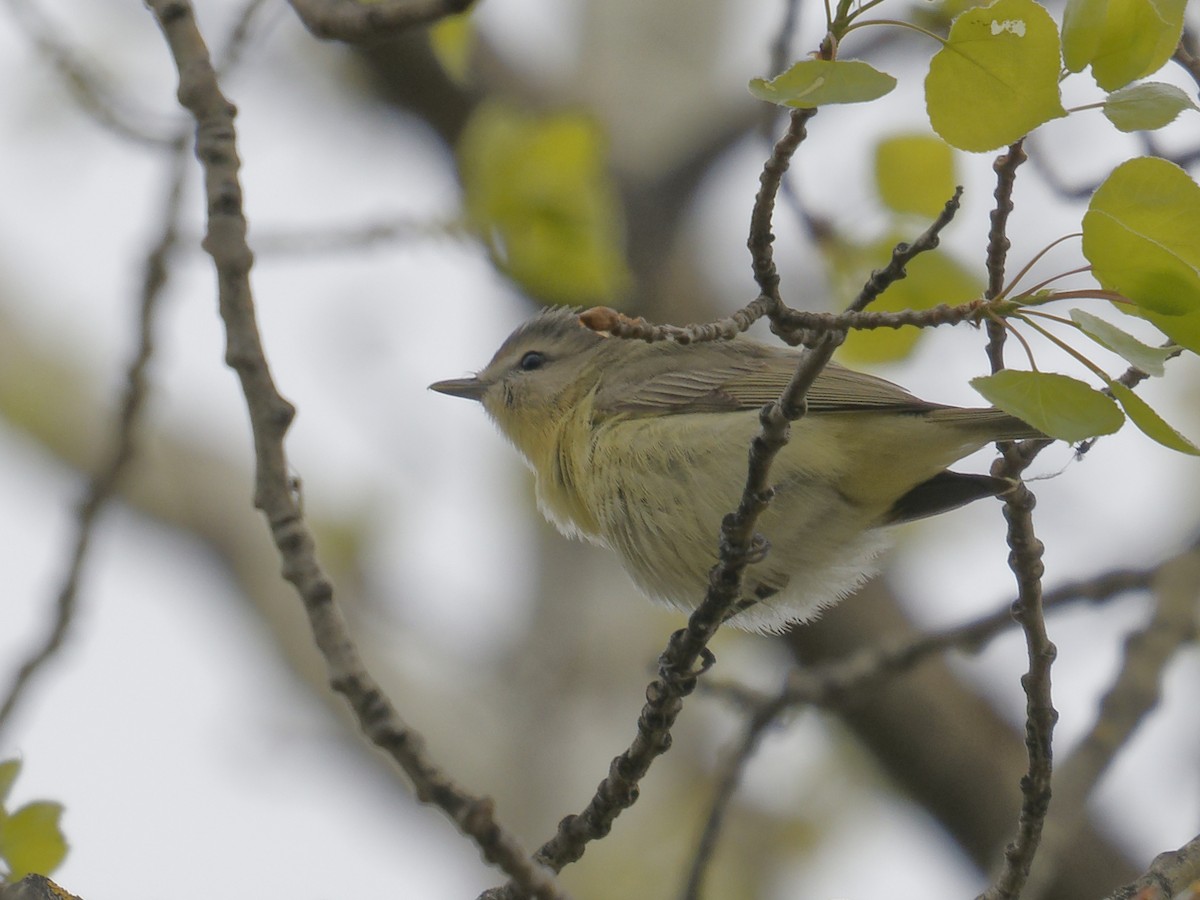 Tennessee Warbler - Edith Holden